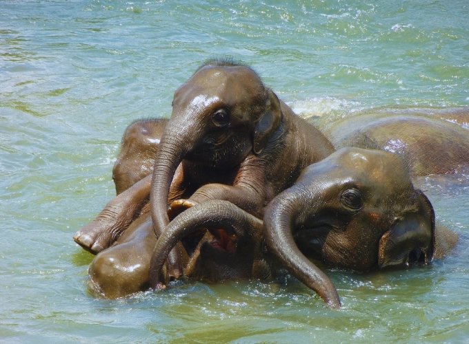 Pinnawala Elephant Orphanage & Cultural Insights Day Tour
