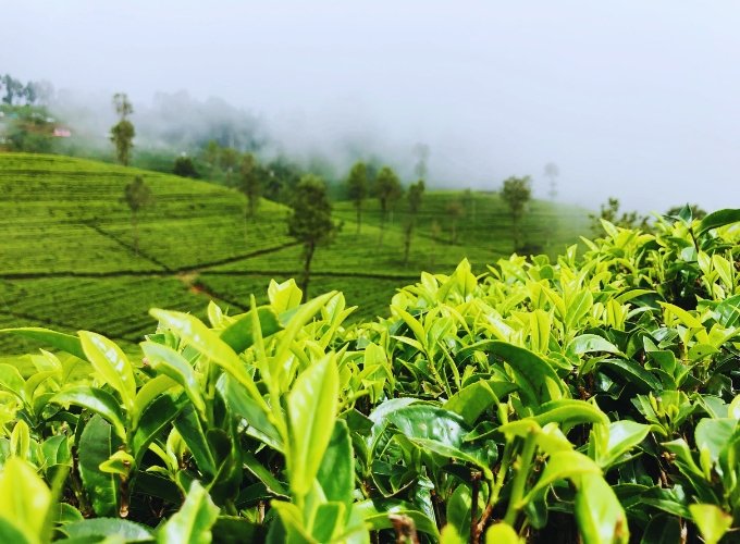 Nuwara Eliya & Hill Country Exploration Day Tour