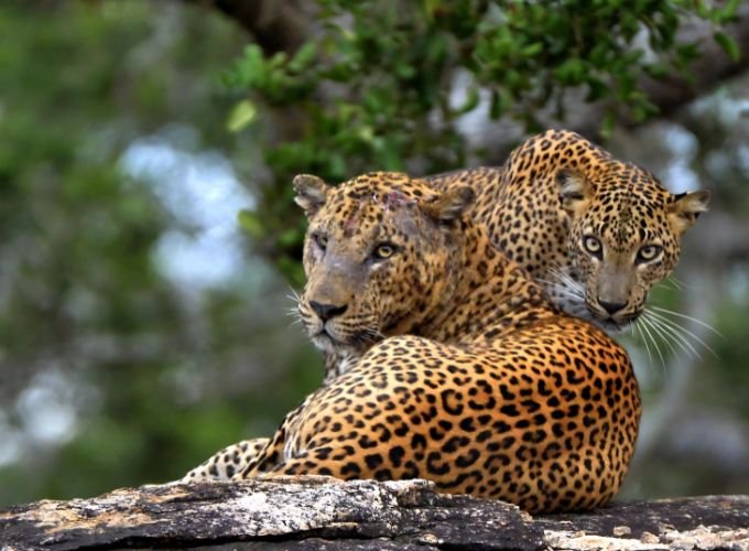 Sri Lanka in 8 Days: A Comprehensive Tour