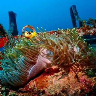 トリンコマリー