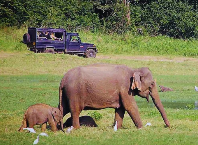 Minneriya National Park Elephant Gathering Day Tour